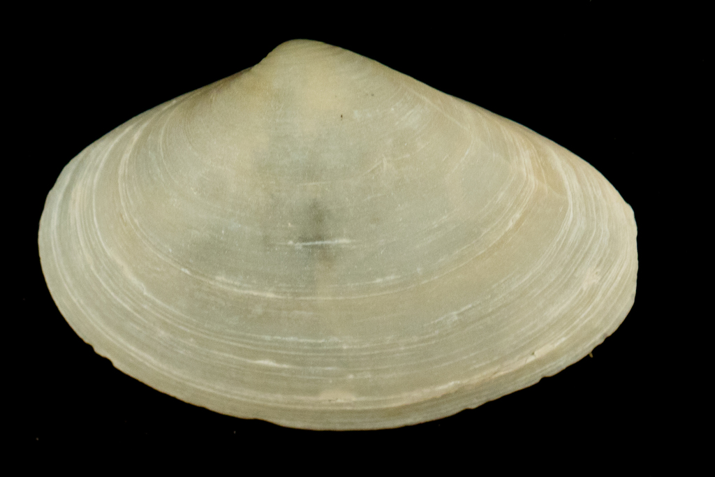 California Surfclam