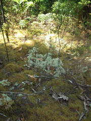 Cladonia confusa