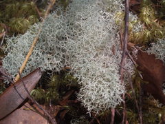 Cladonia confusa