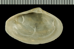 Mactrotoma californica