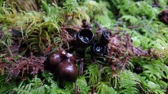 Pseudoplectania vogesiaca