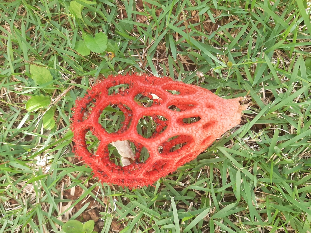 Clathrus cristatus · January 2026 · photo: © crislemes (iNaturalist, cc-by)