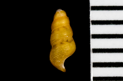 Halistylus pupoideus