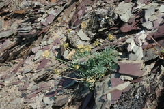 Podistera yukonensis