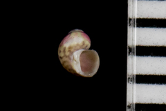 Eulithidium pulloides