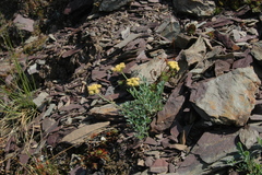 Podistera yukonensis