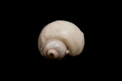 Eulithidium