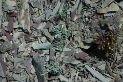 Podistera yukonensis