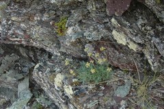 Podistera yukonensis