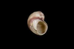 Eulithidium