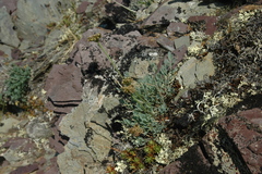 Podistera yukonensis