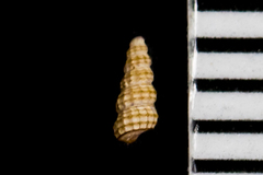 Cerithiopsidae