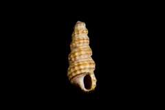Cerithiopsidae