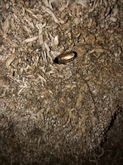 Pycnoscelus surinamensis