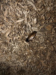 Pycnoscelus surinamensis