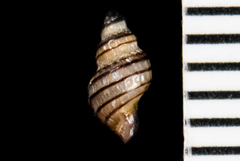 Paciocinebrina atropurpurea