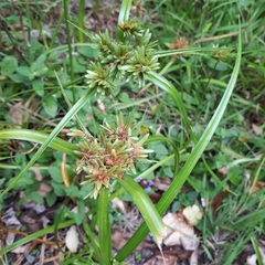 Cyperus eragrostis