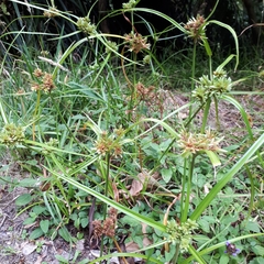 Cyperus eragrostis