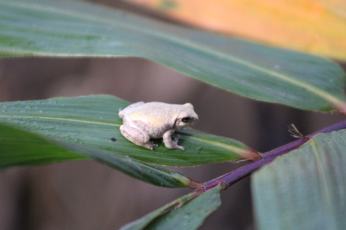 Cope's Gray Treefrog observed by tmccoy-bruce