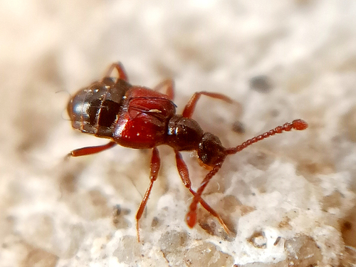 Tyrus mucronatus
