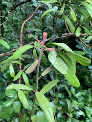 Acridocarpus natalitius natalitius