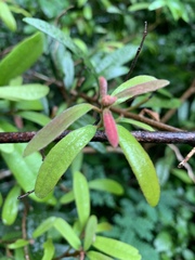 Acridocarpus natalitius natalitius