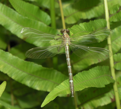 Euthygomphus yunnanensis