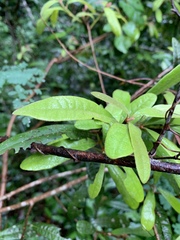 Acridocarpus natalitius natalitius