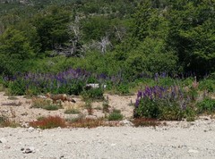 Lycalopex