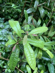 Acridocarpus natalitius natalitius