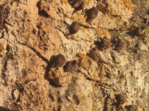 Eurasian Crag Martin (Ptyonoprogne rupestris), photo 2