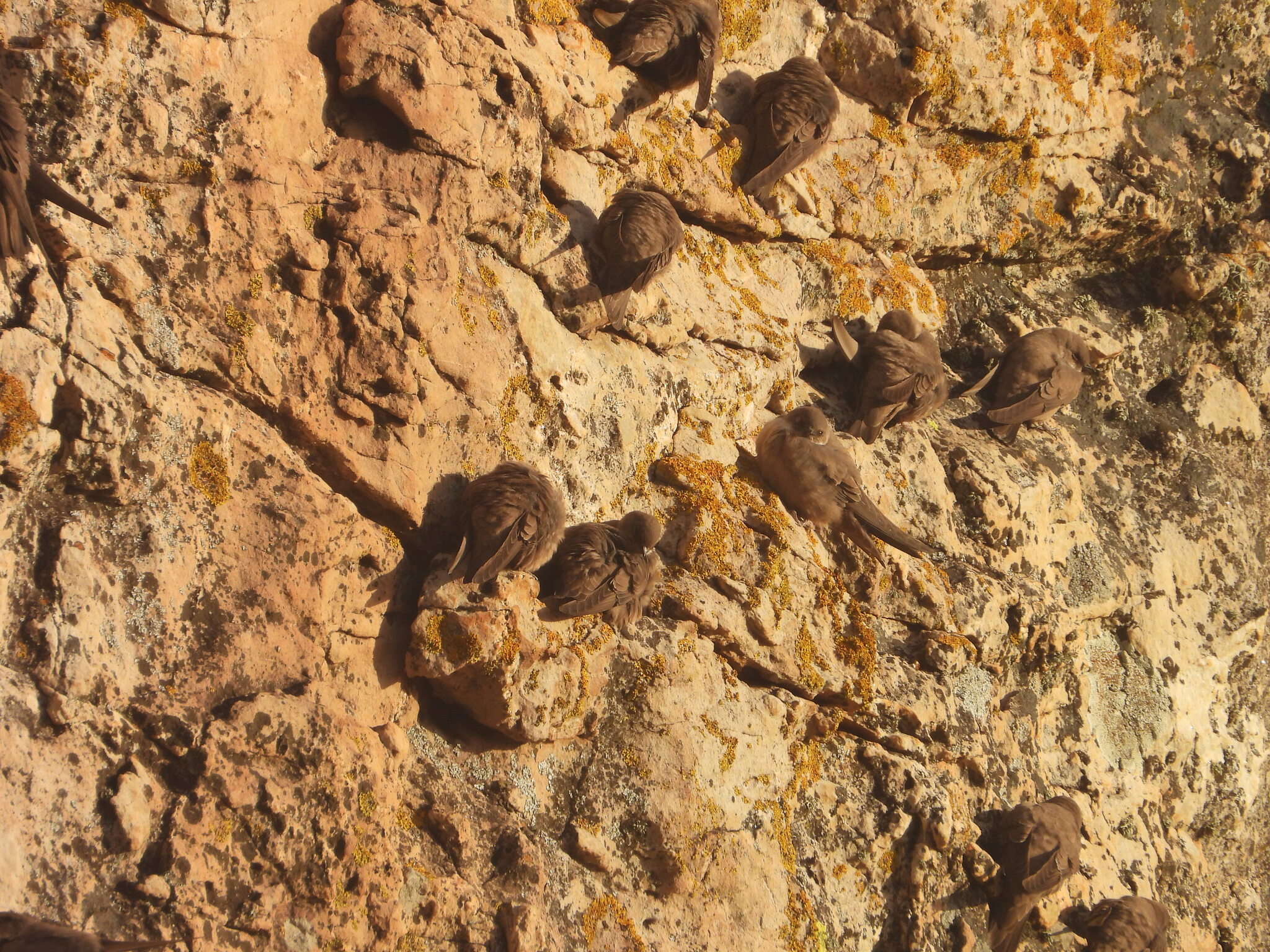 Eurasian Crag Martin (Ptyonoprogne rupestris), photo 2