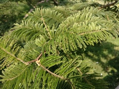 Senegalia polyacantha