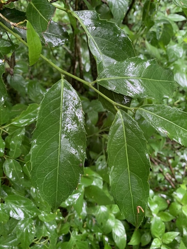 Rawsonia lucida image