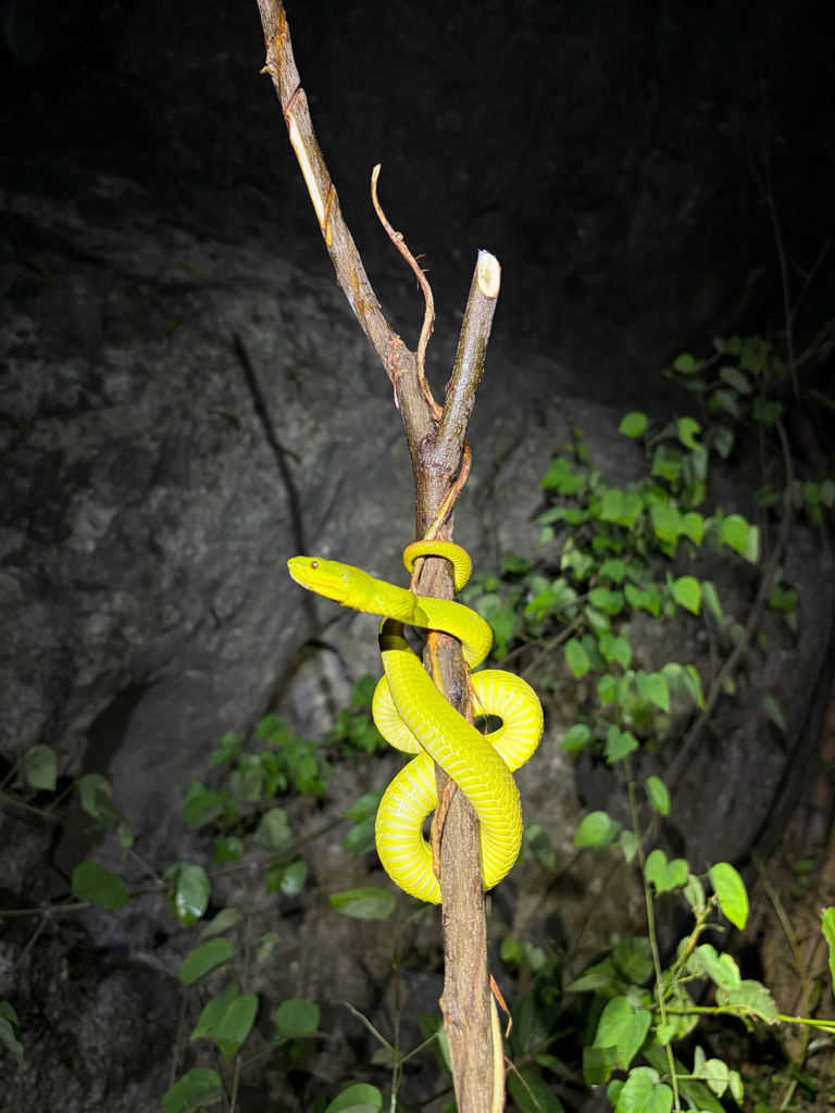 Ular viper timur (Trimeresurus insularis)