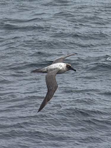 Light-mantled Albatross (Phoebetria palpebrata), photo 8