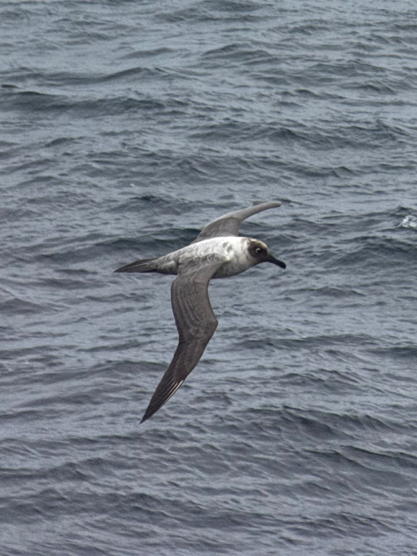 Light-mantled Albatross (Phoebetria palpebrata), photo 8