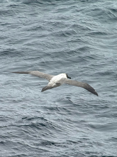 Light-mantled Albatross (Phoebetria palpebrata), photo 10