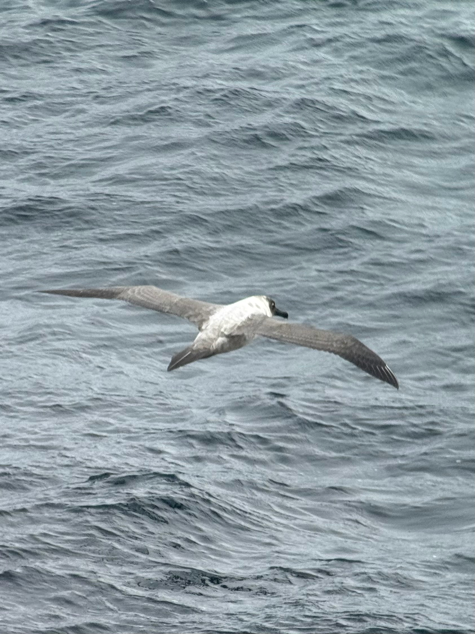 Light-mantled Albatross (Phoebetria palpebrata), photo 10