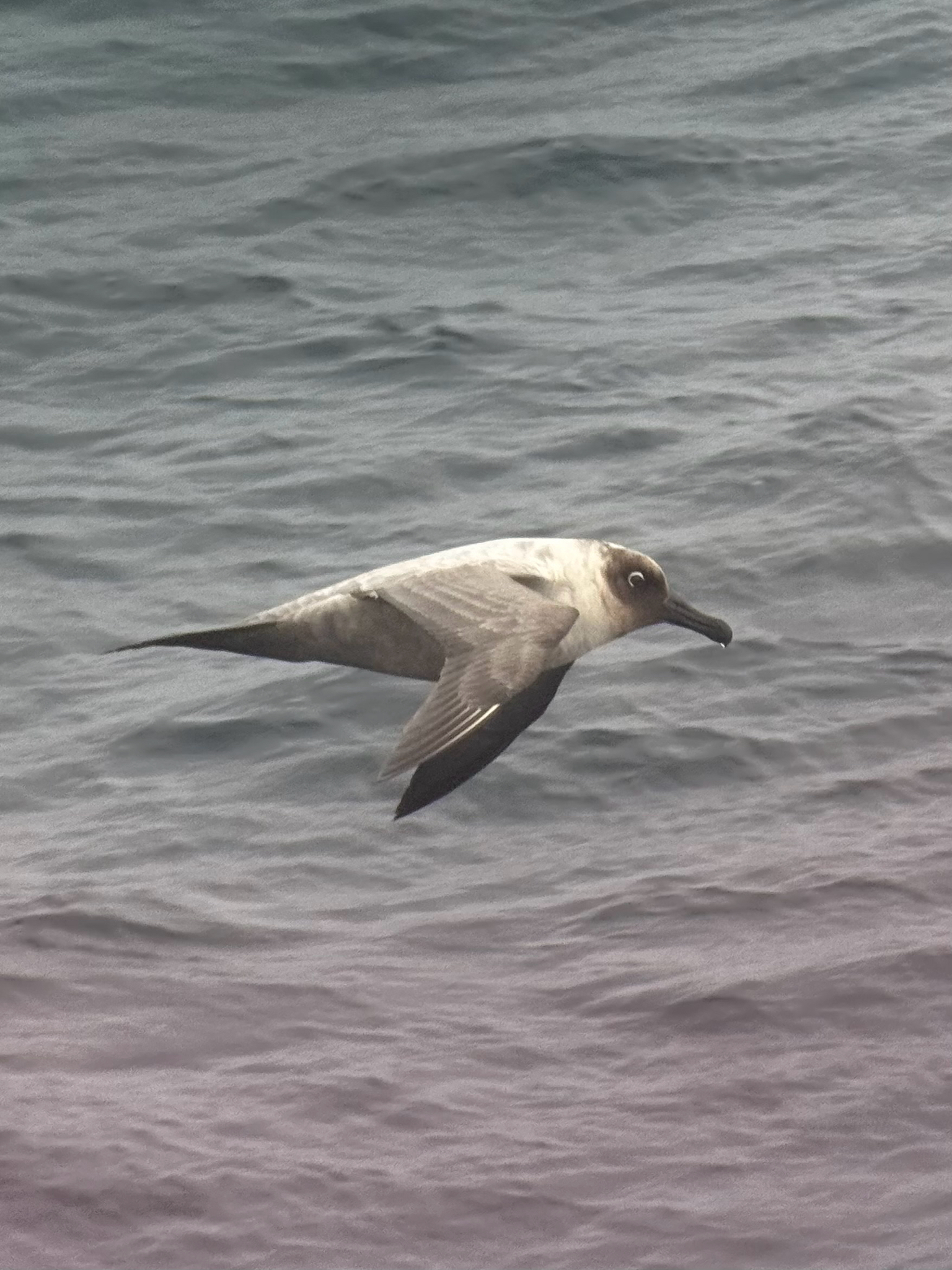 Light-mantled Albatross (Phoebetria palpebrata), photo 2