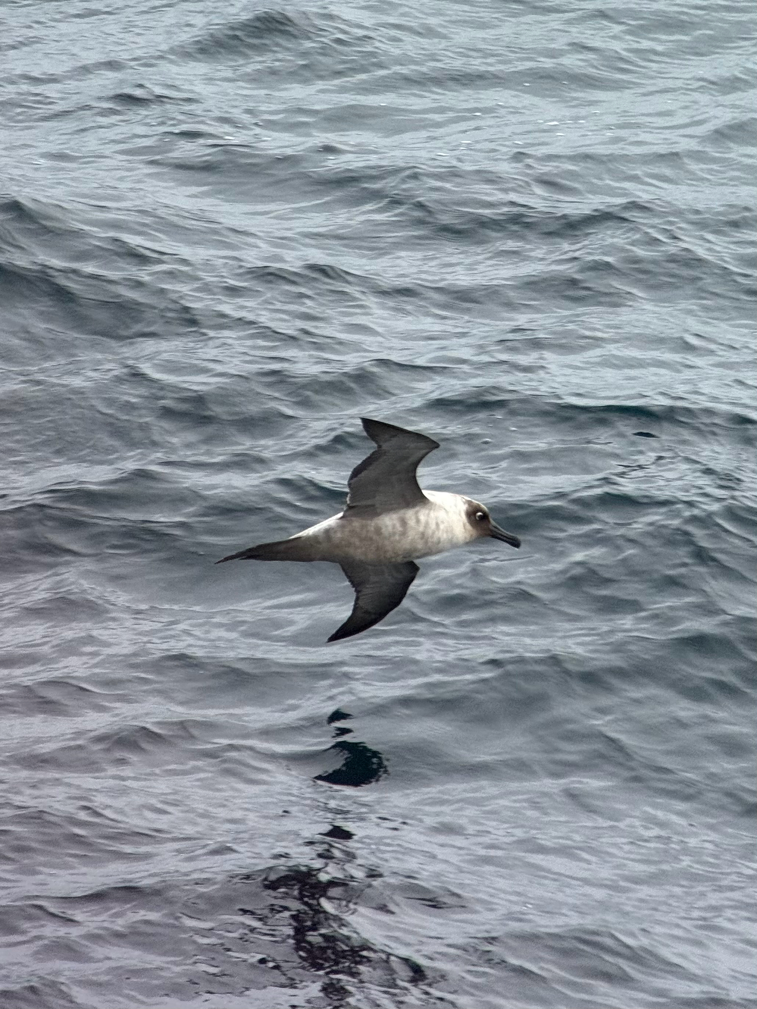 Light-mantled Albatross (Phoebetria palpebrata), photo 9