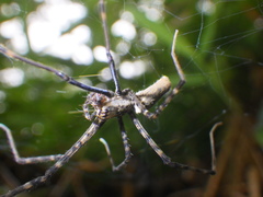 Psechrus