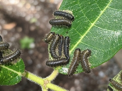 Poneridia semipullata