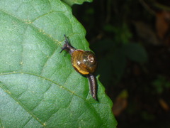 Helicarion permolle