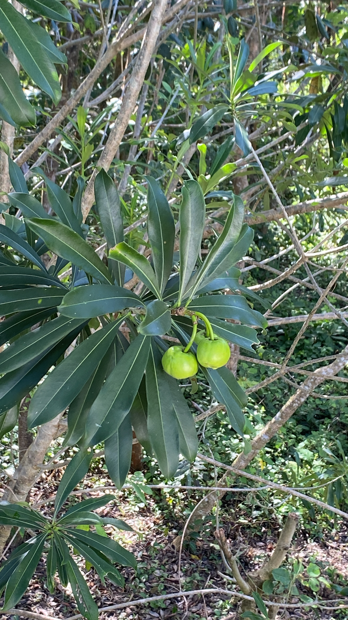 Imagem de Cascabela gaumeri