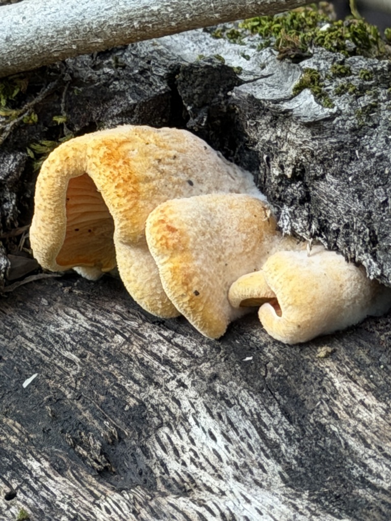 Phyllotopsis nidulans · January 2026 · photo: © workygirl (iNaturalist, cc0)