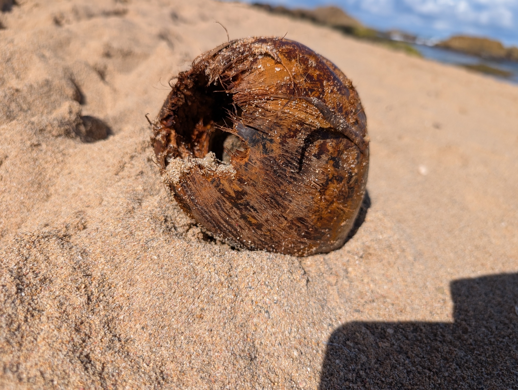 Foto de Cocos nucifera L.