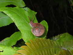 Dyakiidae
