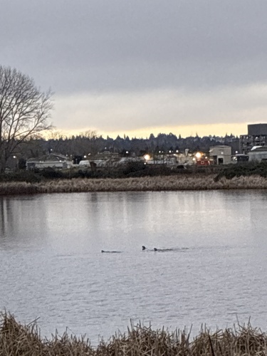 North American River Otter