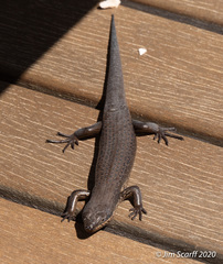 Bright Crevice-Skink photo 2